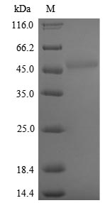 Yeast PPX1 protein