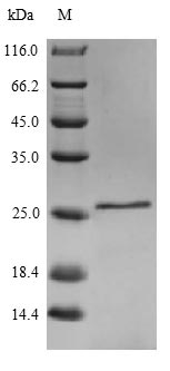 Mouse IL18 protein