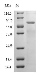 Fungi 6GAL protein