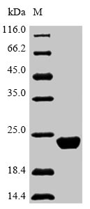 Primate IL10 protein