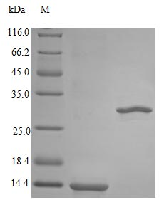 Primate IL5 protein