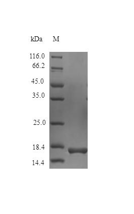 Primate IFN gamma protein