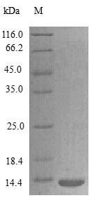 Rat XCL1 protein