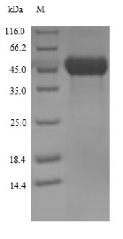 Streptolysin O Protein