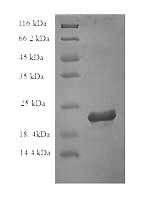 Rat Il18 protein