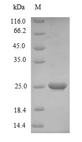 Plant Prunus persica Non-specific lipid-transfer protein 1 protein