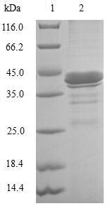Human FABP6 protein