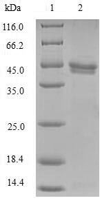 Human NCBP2 protein
