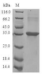 Human CCL11 protein