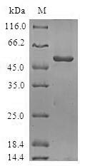 Human ORC6 protein