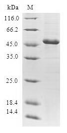 Human GCA protein