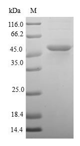 Human DUSP22 protein