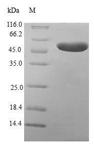 Human MTX2 protein