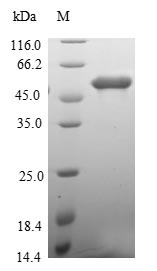 Human MEMO1 protein