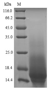 Plant Parietaria judaica Probable non-specific lipid-transfer protein 2 protein