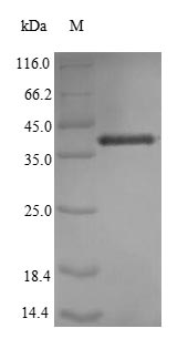 Human IL7 protein