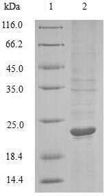 Animal TNF protein