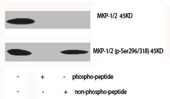 DUSP1/DUSP4 Antibody