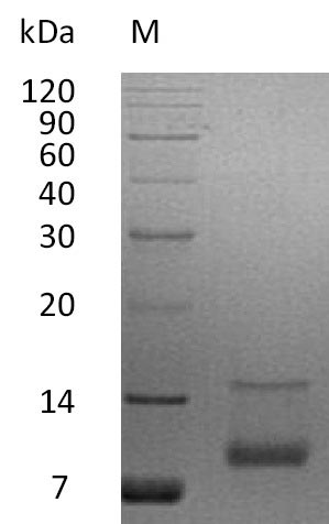 Human IGF1 protein