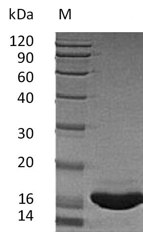 Human KITLG protein