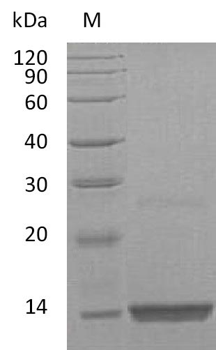 Human FGF9 protein