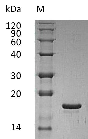 Human LIF protein