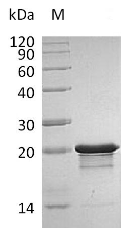 Human FGF8 protein