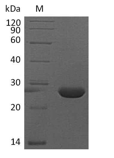 Mouse Fgf9 protein