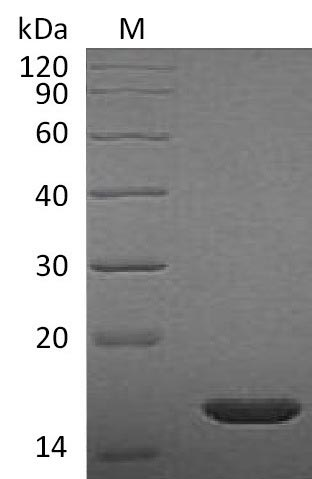 Rat Fgf2 protein