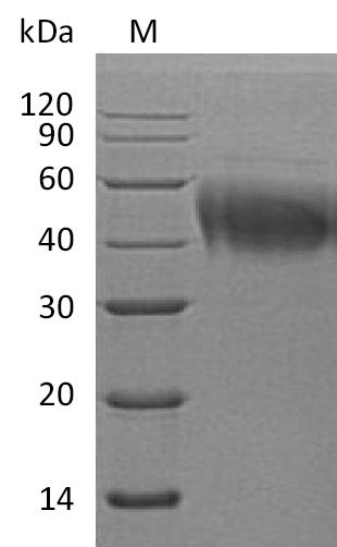 Human IL4R protein