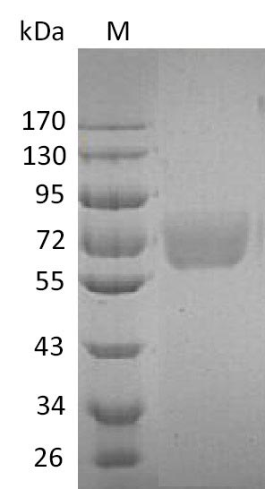Human IL4R protein