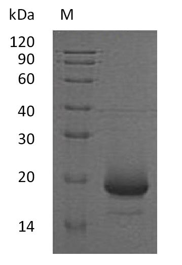Human IL4 protein