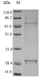Human IL-23 protein