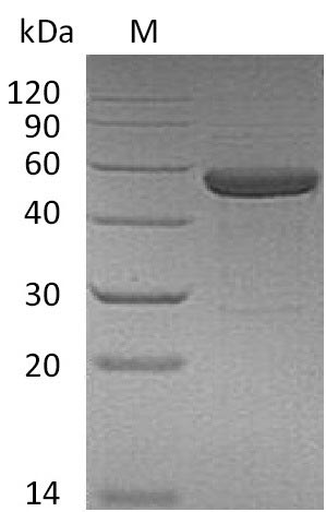 Human IL15RA protein