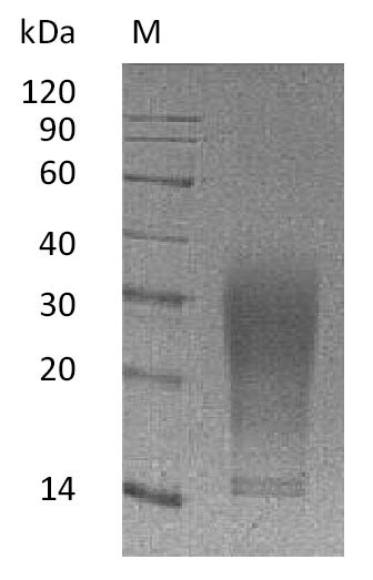 Mouse IL13 protein