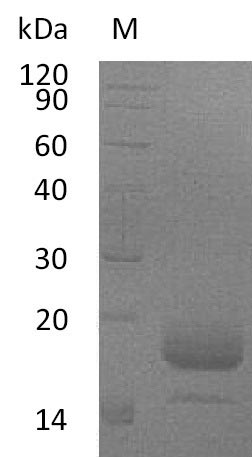 Mouse IL4 protein