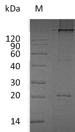 Human RANKL protein