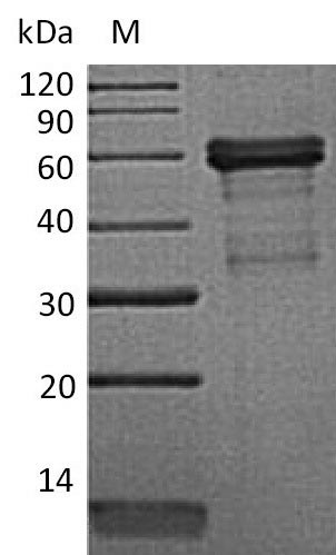 Mouse Tnfrsf14 protein