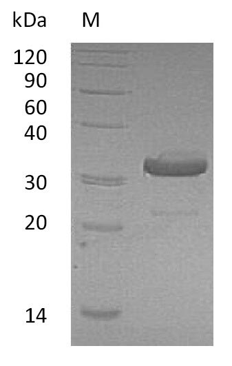 Human IGHG1 protein