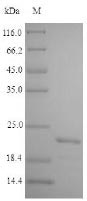 Bacteria hspX protein