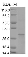 Bacteria yopE protein