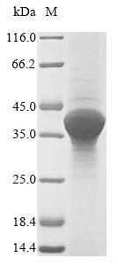 Bacteria yopE protein