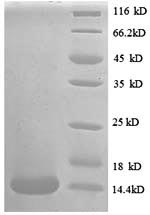 Human CCL24 protein