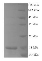 Mouse Ccl25 protein