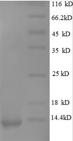 Human CXCL1 protein