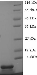 Mouse Cxcl5 protein
