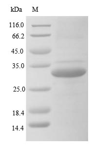 Human FCN3 protein
