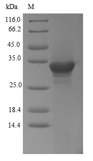 Human FGF7 protein