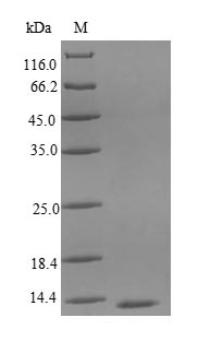 Gallus CXCL8 protein
