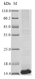 Human CXCL8 protein